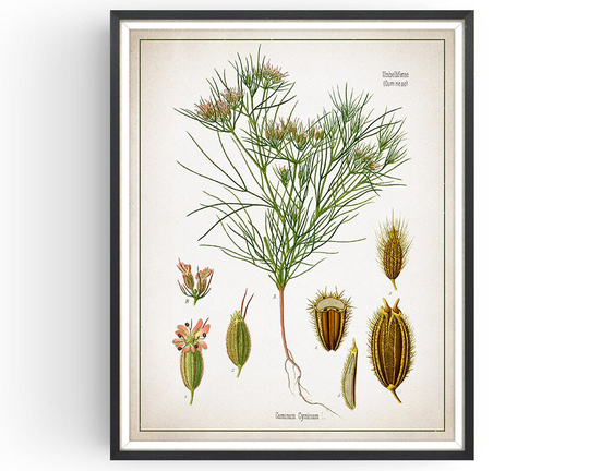Cumin - Botanical Print Vintage Aromatherapy Art Medicinal Plant Botany Herb Decor Kitchen Unframed