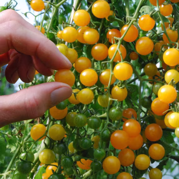 Vegetable - Tomato Currant Gold Rush 20 Premium Quality Seeds