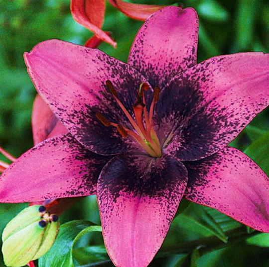 Lilium Purple Dream 20 Seeds