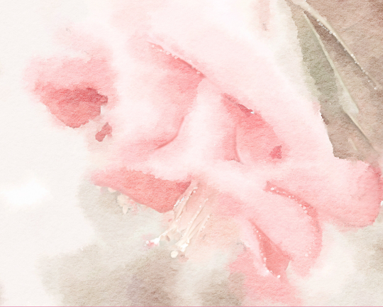 Floral Soft Romantic/Watercolor Photography Print/still Life/ Macro Tulip/Original Art/Home Decor/ Wall Art/ Close Up Flower/ Botanical