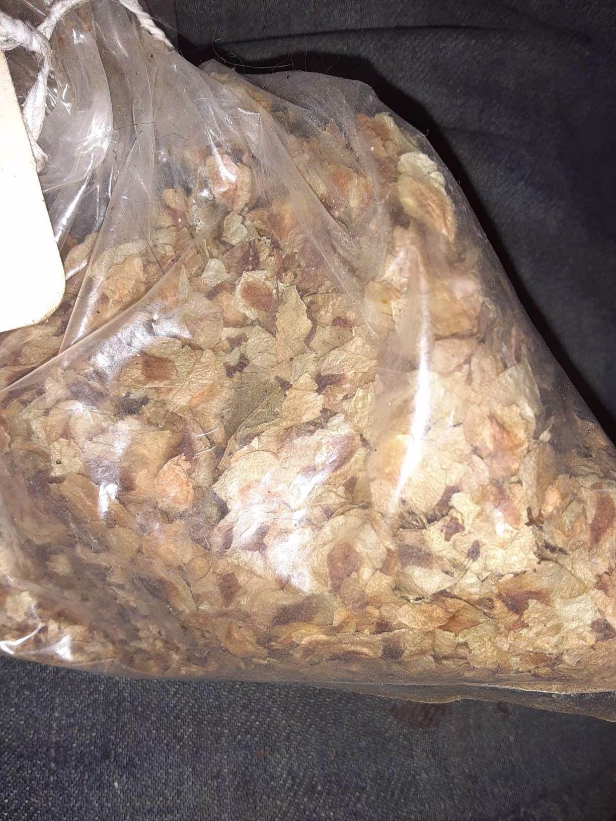 Japanese Elm Tree Seeds