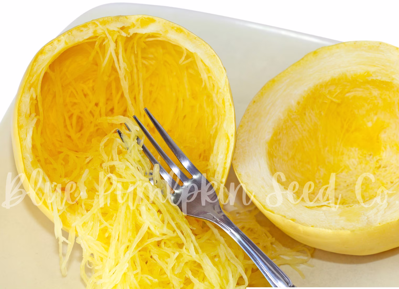 Angel Hair Spaghetti Squash | F1 Curcubita Pepo Spaghetti Squash, Mini Angel Hair Squash Seeds