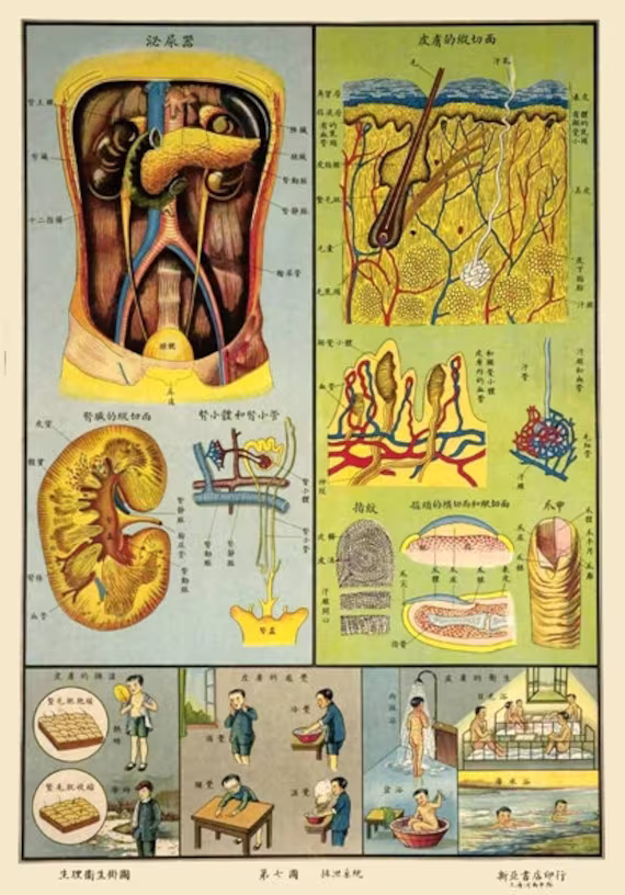 1930's Chinese Medical Chart Of The Excretory System Illustration A3 Poster Reprint