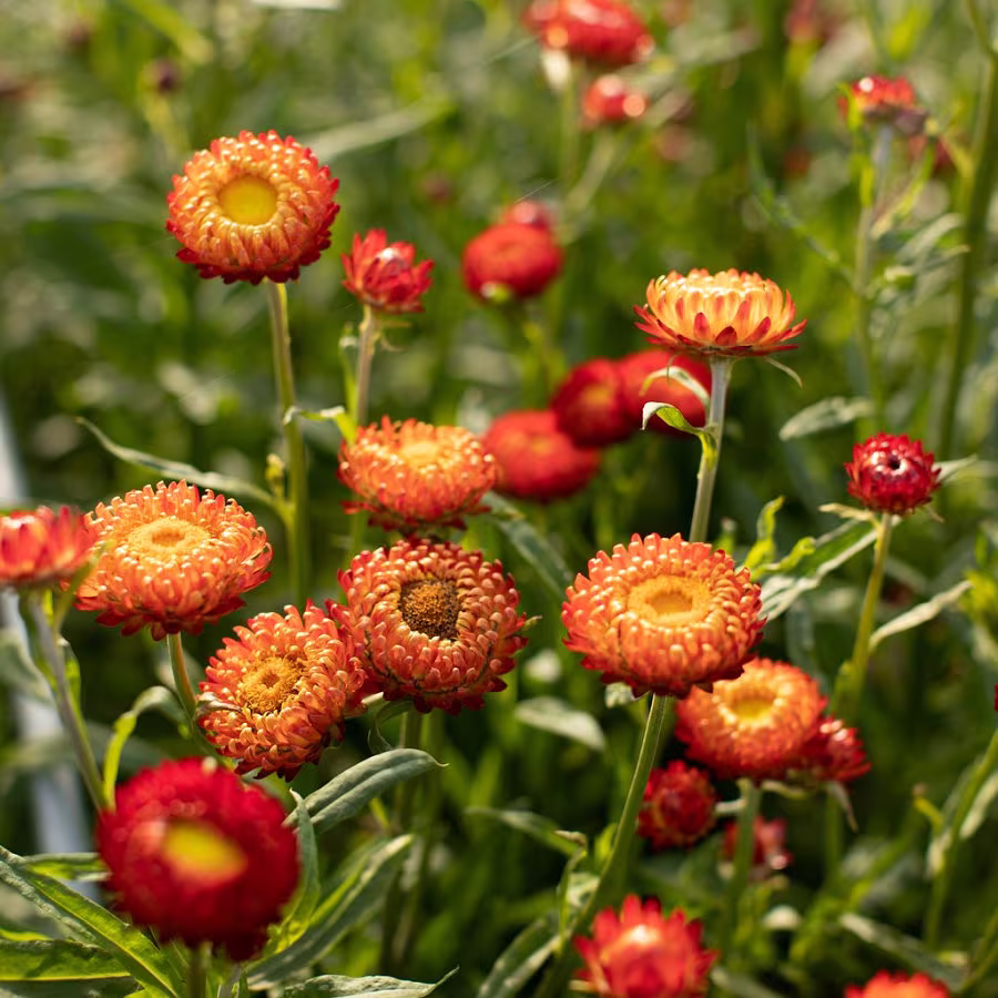 Bin1D#2 Helichrysum Seeds Helichysum Montrosum Copper Red 1, 000 Strawflower