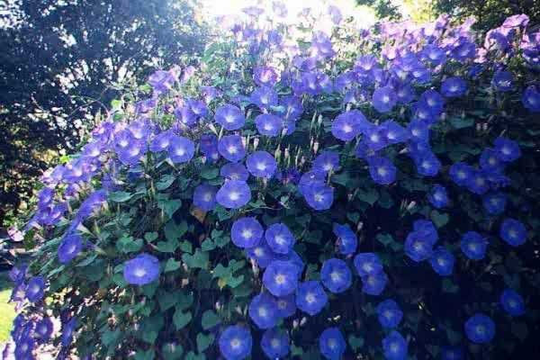Morning-Glory Blue Star Flower Seeds