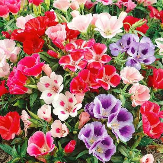 Rare Original Flower Seeds Godetia Large-Flowered "Mix