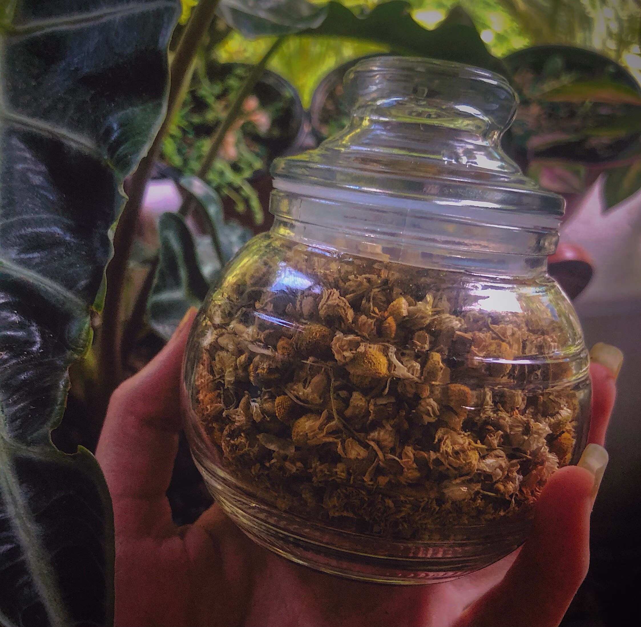 Dried Chamomile Petals