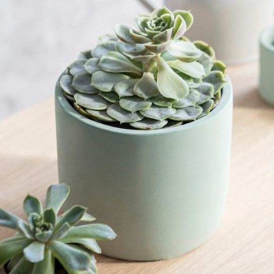 Aqua Green Cement Planter Pot - Large & Small