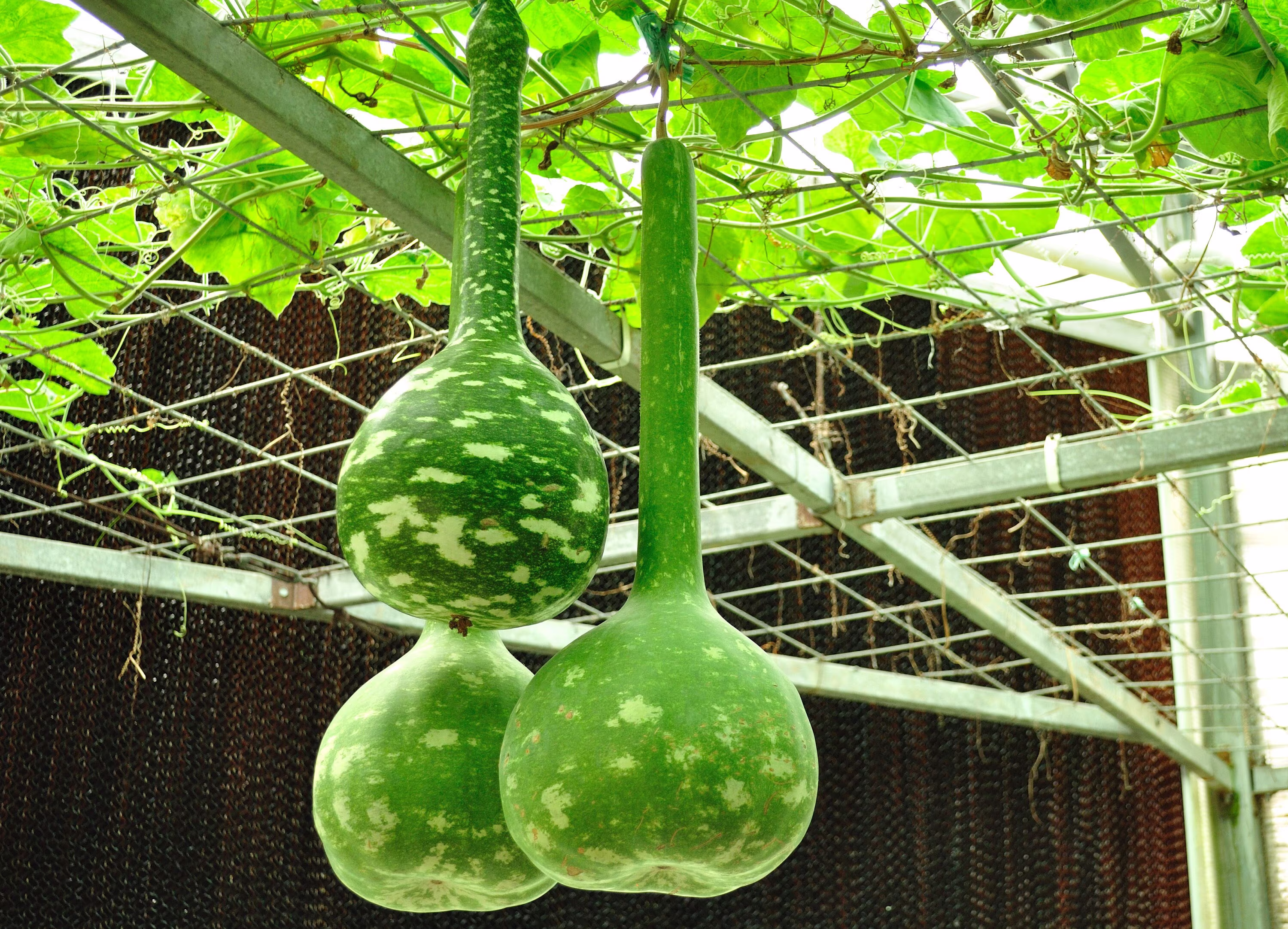 Long Handle Dipper Gourd Seeds, Gourds, Ornamental 20 Seeds // Heirloom, Non-Gmo, Lagenaria Siceraria