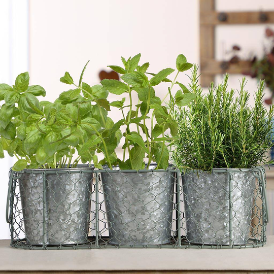 Three Green And Zinc Herb Planters In Basket