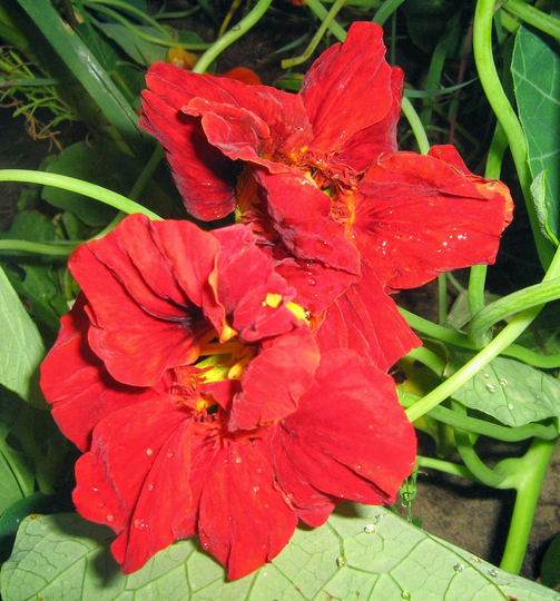 Nasturtium Seeds, Terry Nasturtium Cherry, 1G Ukrainian Organic Tropaeolum Seeds, Sw731