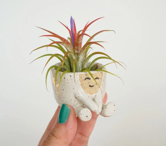 Baby Maya Air Plant Holder