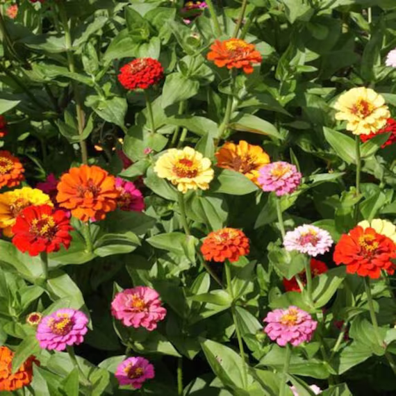 Usa Seller Pumilia Zinnia Mix 25 Seeds Heirloom Elegans