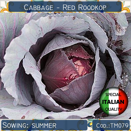 140+ Cabbage Red Roodkop Seeds, Cabeza Negra Italian Vegetable Non Gmo #tm079