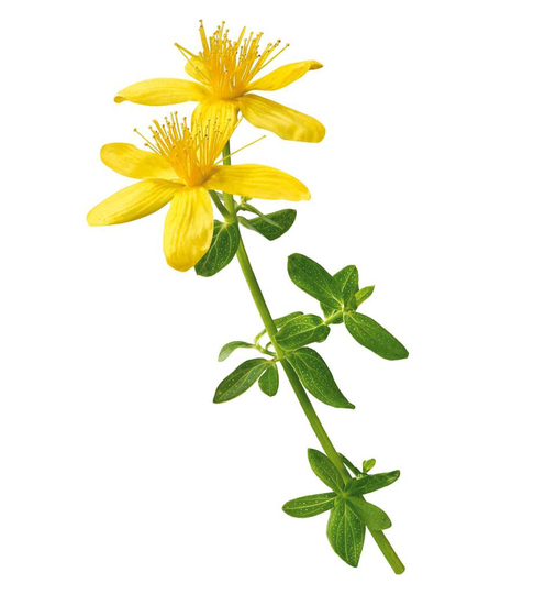 Herb Plants St John's Wort 9cm Pots
