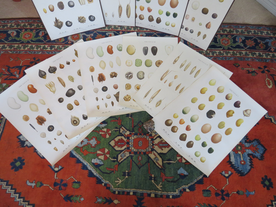 Set Of 6 Vintage Danish Seed Prints Circa 1948 Botanical Prints Lithographs New Old Stock Multiples Available