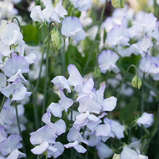 20 Organic Albutt Blue Sweet Pea Seeds Lathyrus Duftwicke Samen Zaad Zaden Semi Sementi Sementes Siemenet Graines Semillas Nasiona Somen