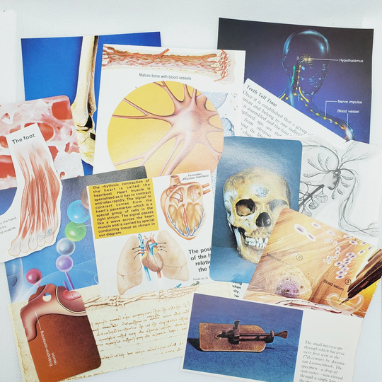 Anatomy Paper Kit #7, Medicine, Skeleton. Vintage Ephemera, Scrapbook, Snail Mail, Junk Journal, Collage, Decoupage
