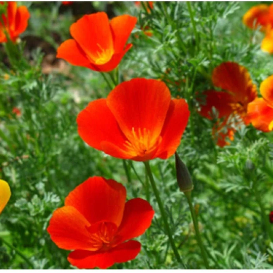 Mikado California Poppy Seeds | Red Orange Poppies Heat Deer Resistant Drought Tolerant Usa Ornamental Flower Seed 2023 Season Fast Shipping