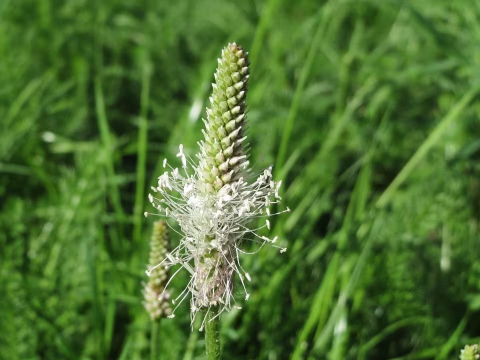 Wild Flower - Hoary Plantain, Approx. X200 Seeds