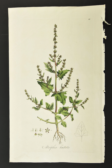 Original 18Th C. Curtis Botanical Engraving 1st Ed. Flora Londinensis Spear-Leav