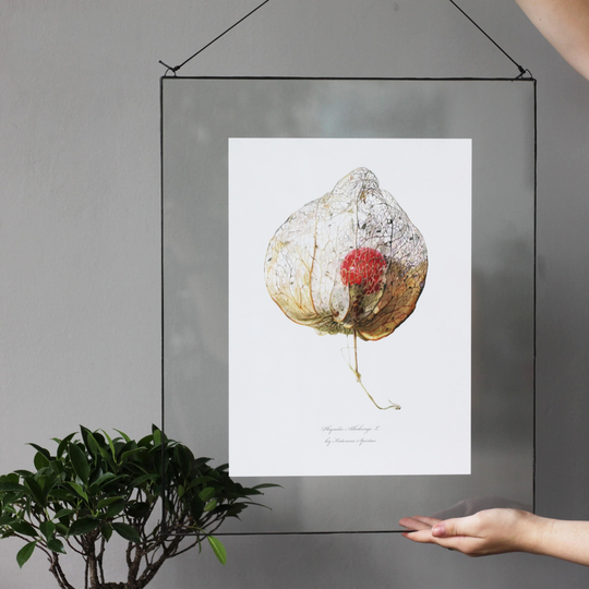 Framed Glass Botanical Art, Physalis Flower Decor, Wall Hanging Herbarium Frame, Stained Home Decor