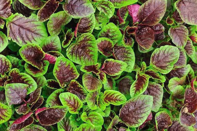 Amaranth Red Leaf Seeds, Summer Spinach