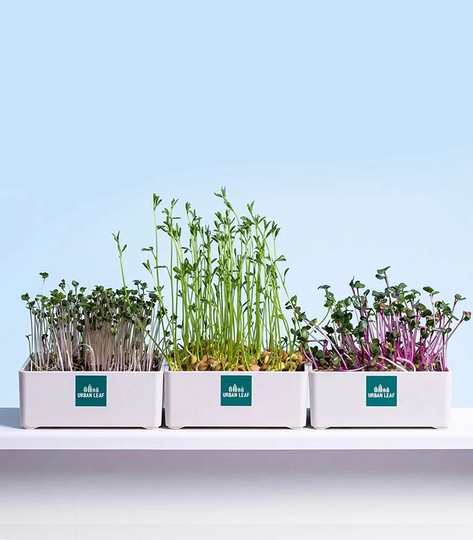 Organic Microgreens Growing Kit, Herb Garden, Indoor Garden Seeds, Gardening Gift