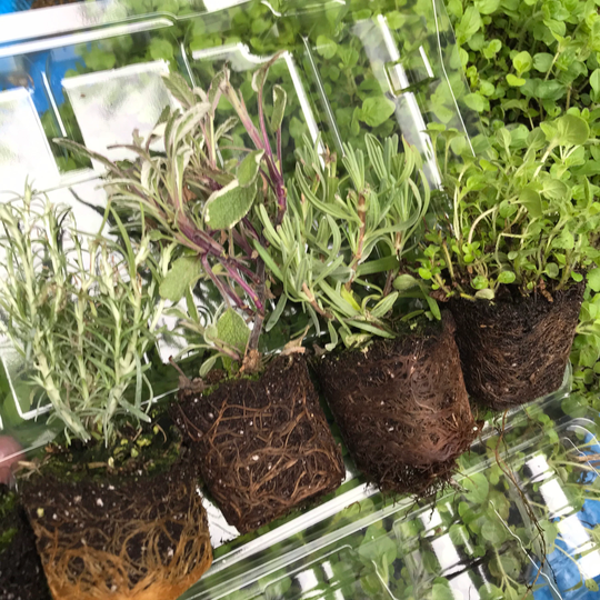 Herbs Mixed Varieties - 3, 4, 5 Or 6 Plants in 10cm Pots Free Delivery Within The UK
