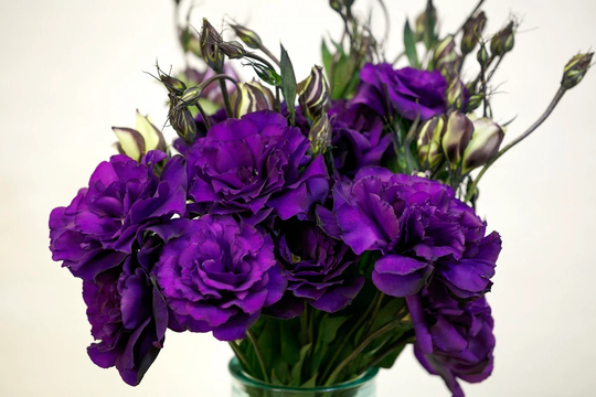 Mpb#4 Lisianthus Seeds Echo Purple 50 Pelleted Flower Double Flowers