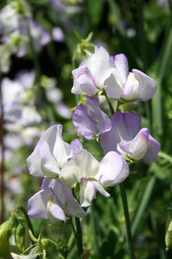 12 Organic Albutt Blue Sweet Pea Seeds Lathyrus Duftwicke Samen Zaad Zaden Semi Sementi Sementes Siemenet Graines Semillas Nasiona Somen