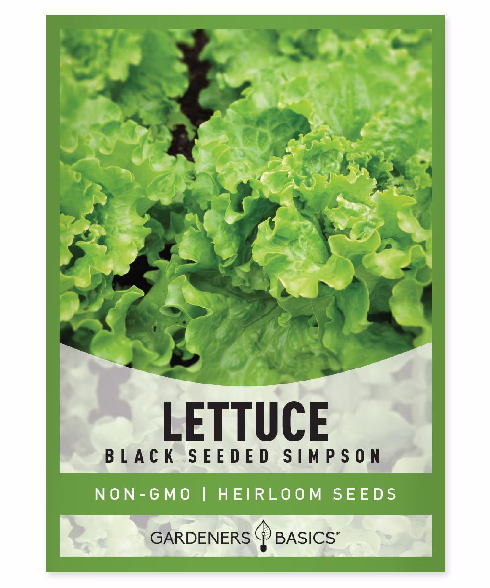 Green Leaf Lettuce Seeds For Planting - Black Seeded Simpson Variety Heirloom, Non-Gmo Spring, Summer, Fall Gardening