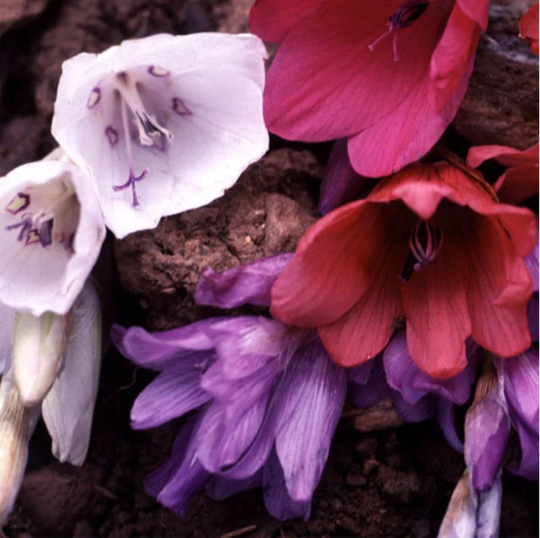 Dierama Fairy Flowers Mixed X15 Seeds Angels Fishing-Rods Flower Seeds