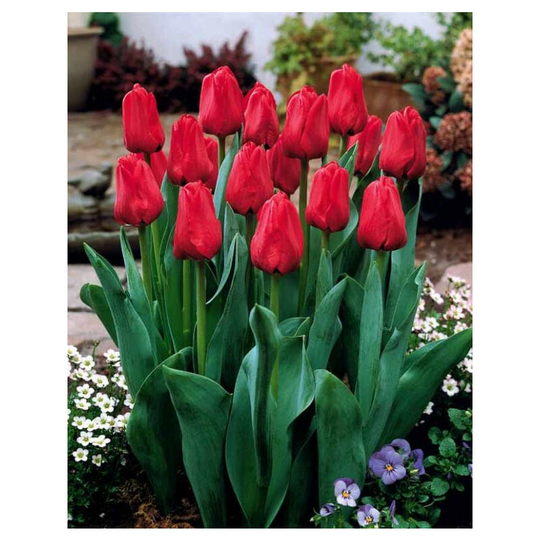 10Pcs Bag Beautiful and Colorful Perfume Tulip Flower Seeds High-Grade Rainbow Flower Bonsai Seeds Home Garden Plant-dark red