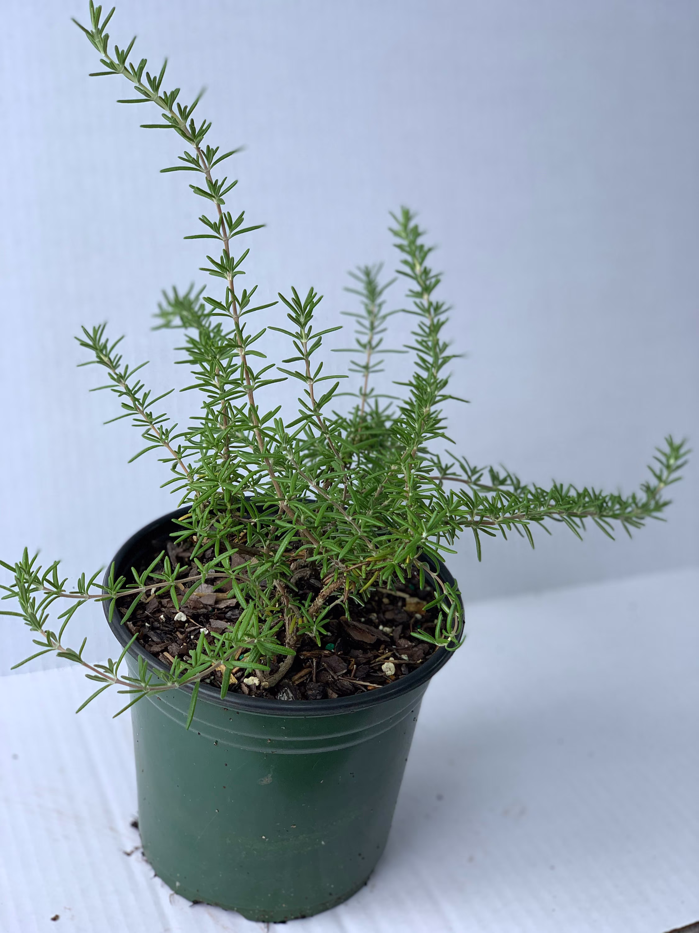 Creeping Rosemary | Rosmarinus Prostratus, Trade One Gallon Pot, Groundcover, Culinary, Evergreen