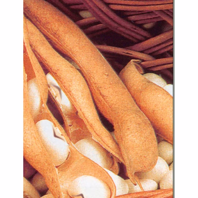 Bush Bean Lastochka Seeds Heirloom Non Gmo For Planting | 202199