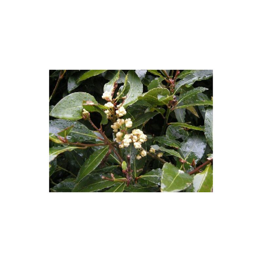 Laurus Nobilis Evergreen Kitchen Bay Tree Plant Herb, Supplied in a 9cm Pot
