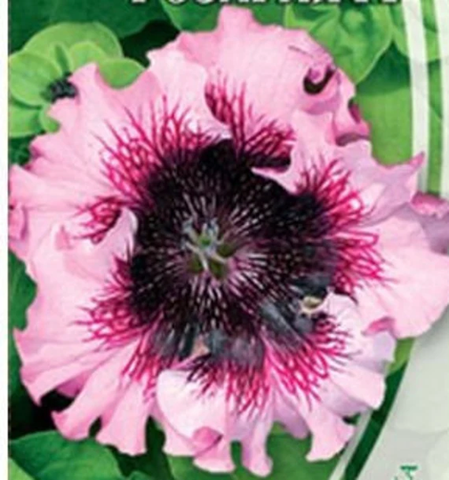 Petunia Excellent Rosary Flower Seeds