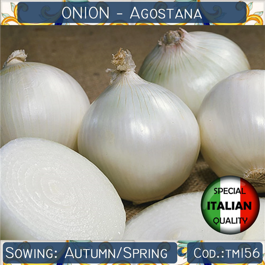 100+ Onion Agostana Seeds, White Long Day Chioggia Italian Vegetable Non Gmo #tm156