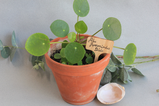 Multipack Eco Bamboo Plant Identification Labels Markers Wooden Flower Signs 5 - 40 Gardeners Gift