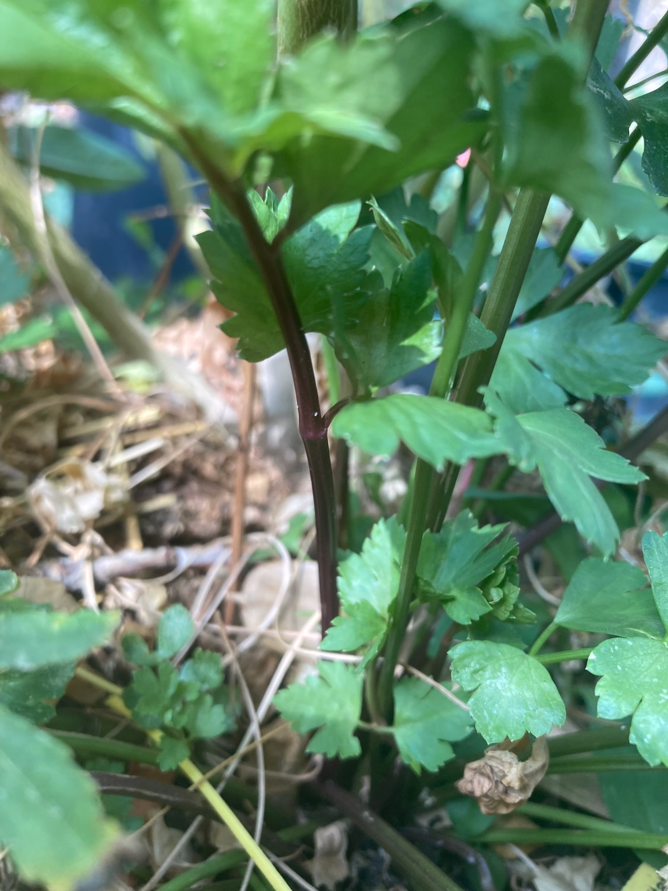 Pink Plume Celery Seed Heirloom Vegetable