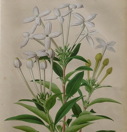 Antique Botany Print.1868-1880.bouvardia Humboldti Corymbiflora.flowers..chromolithograph.150 Years Old..6.2x9.4 Ins, 16x24 cm