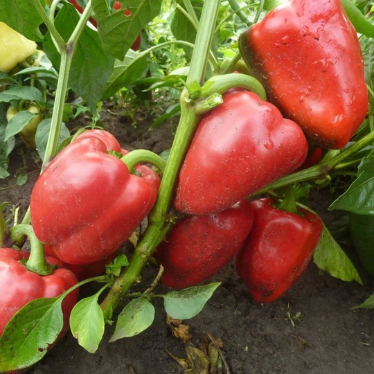Sweet Pepper Rojo Seeds Heirloom Non Gmo For Planting | 204533