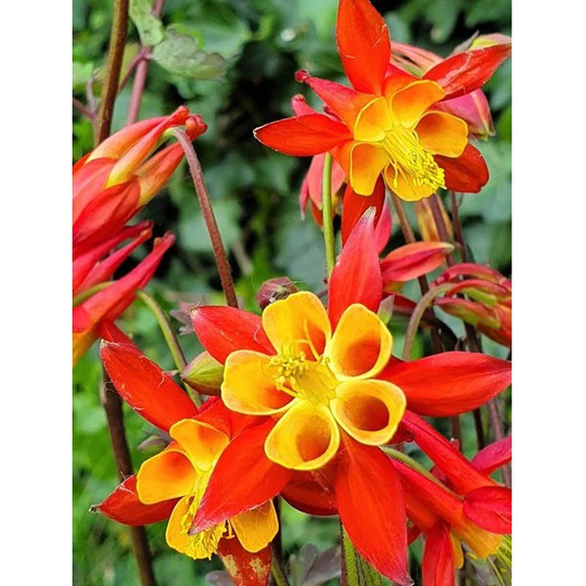 Aquilegia Skinnerii Tequila Sunrise Seeds - Approx. 10 Organic Flower