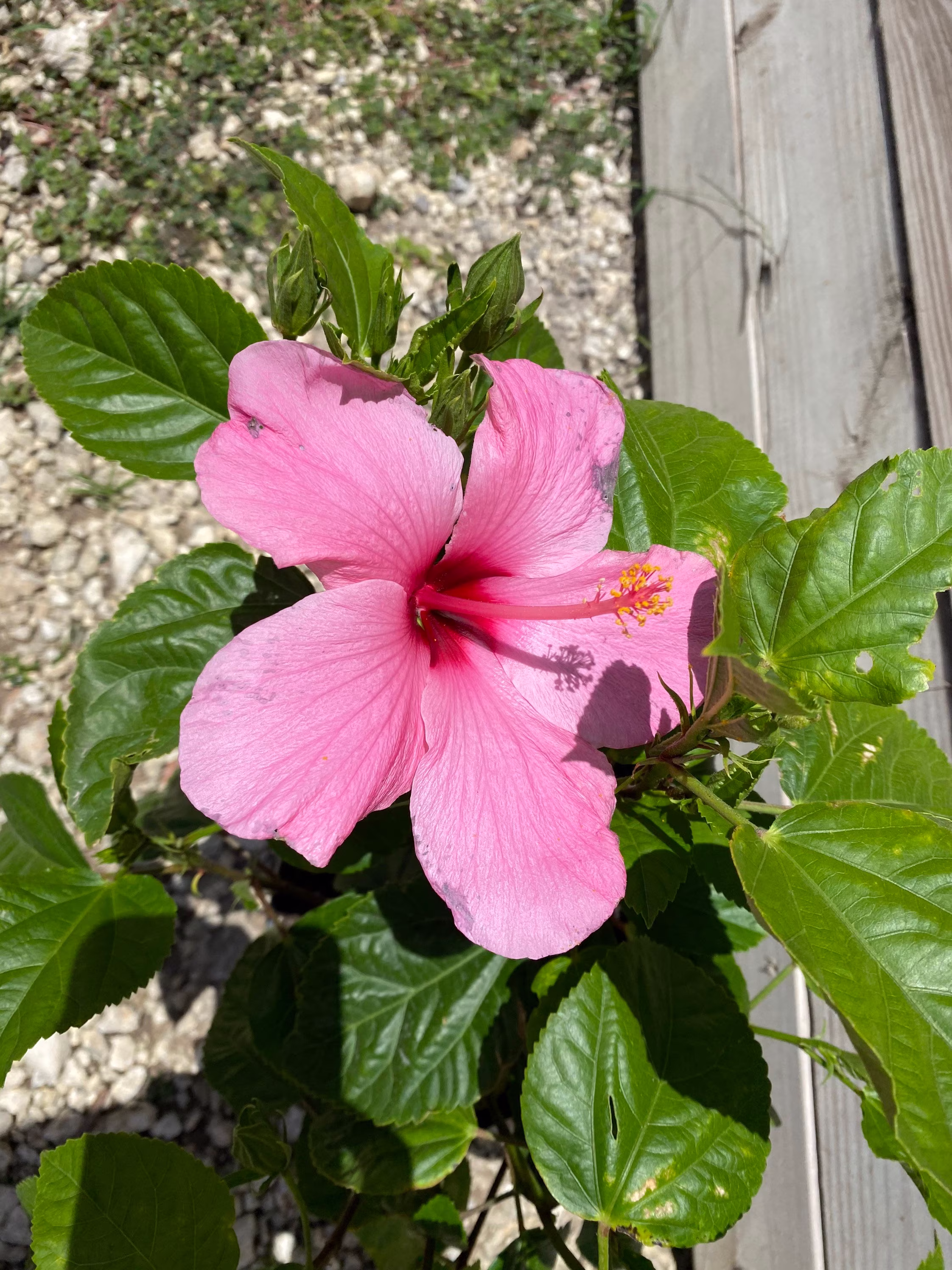 Hibiscus "Seminole Pink'10