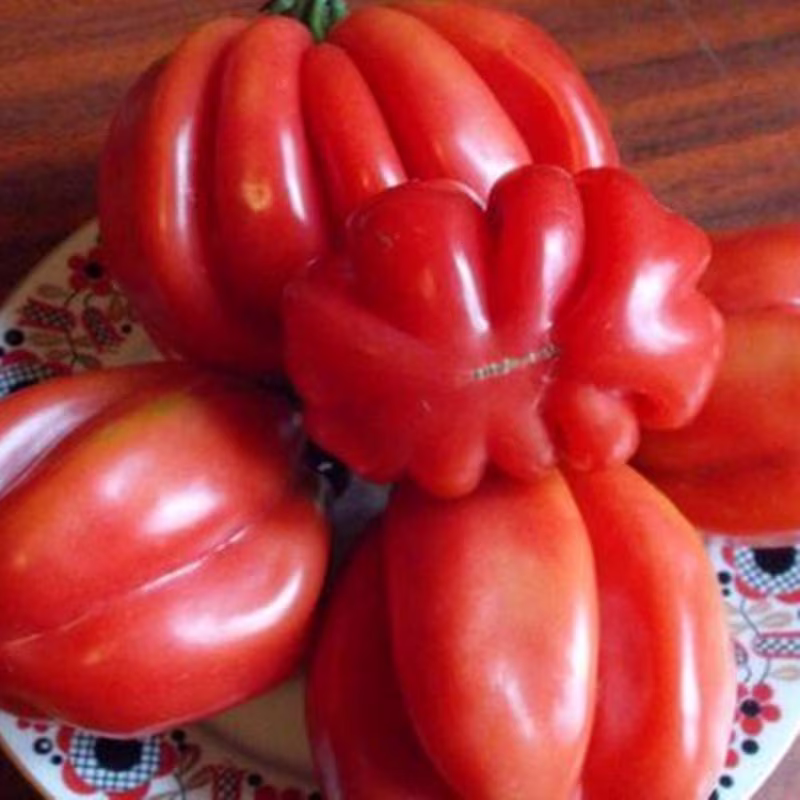 Tomato Etual Seeds Heirloom Non Gmo For Planting | 204451