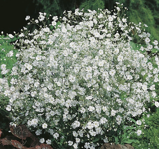 Creeping Baby's Breath White Flowers 1G/1000 Seeds - Gypsophila Elegans Gmo Free