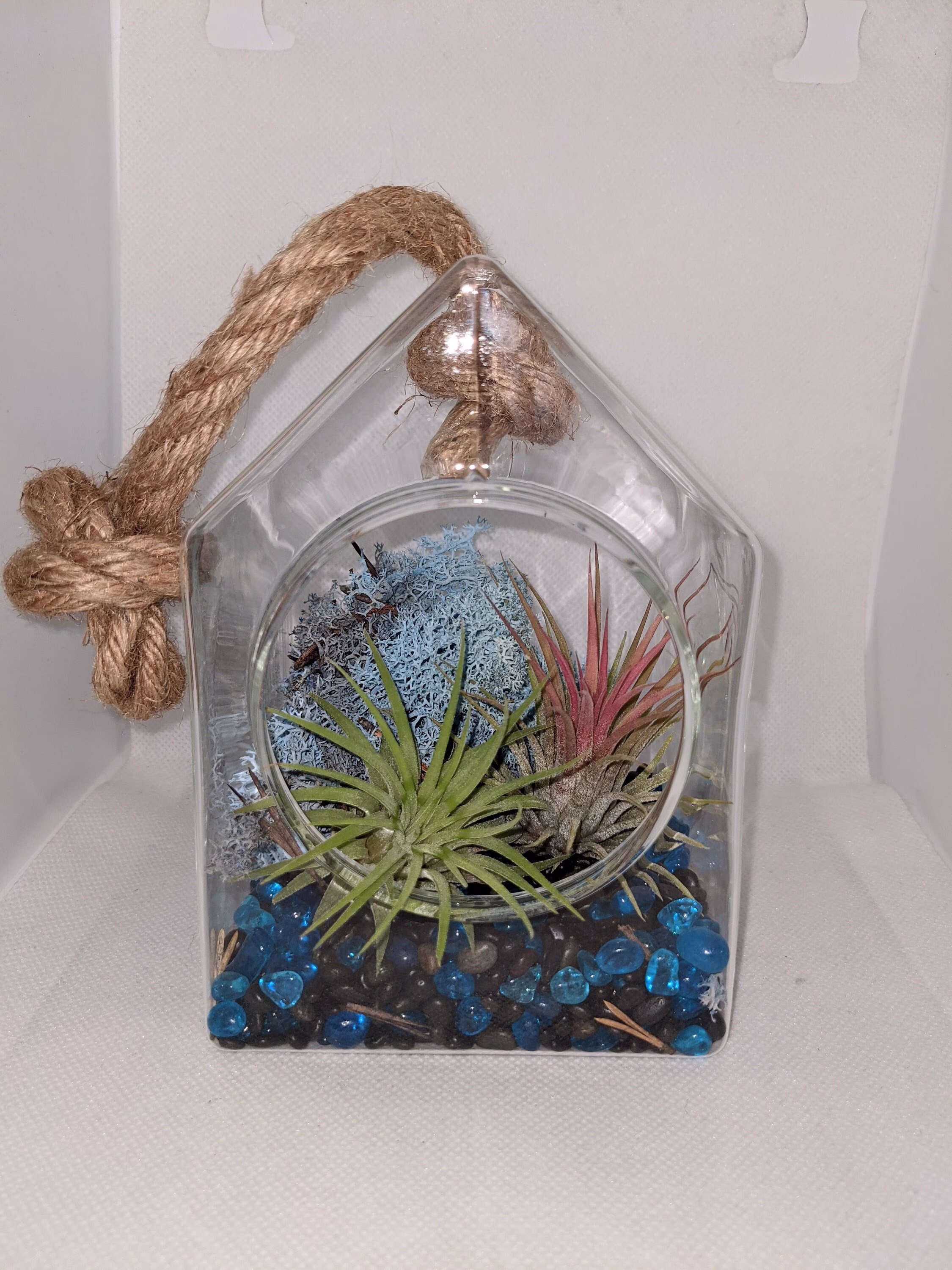 Air Plant Gift Set A Hanging Glass Bird House On Chunky Rope | Large 15x10x9 cm Complete With Air Plants Stones & Coloured Moss