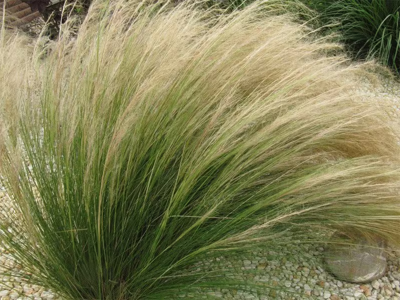 Mexican Feather/Pony Tails Grass - 50 Seeds Gmo Free