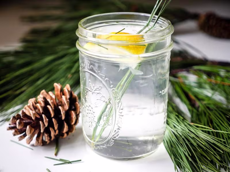 Wild Harvest Fresh Picked Organic Pine Needles For Tea & Extract Making Botanical Fragrant Herbal Tea 20G